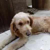 سگ گمشده