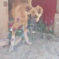 سگ خراسانی