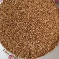 بذر یونجه