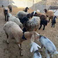 میش|حیوانات مزرعه|تربت جام, میان جام|دیوار