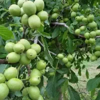 انواع نهال میوه سالم با تنوع بالا اماده کاشت