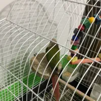 گرینجیک گرینچیک آناناسی