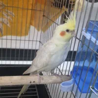 عروس هلندی