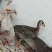 مرغ شاخدار جوجه شیبان