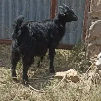 گوسفند داشتی