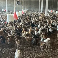 جوجه مرغ و اردک