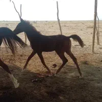 اسب|اسب و تجهیزات اسبسواری|بوشهر, |دیوار