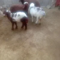 چمران