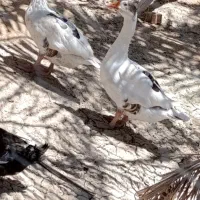غاز نرو ماده
