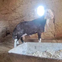 شیشک فروشی