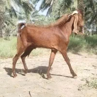 نریگ
