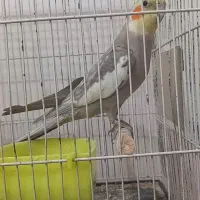 یک جفت عروس هلندی