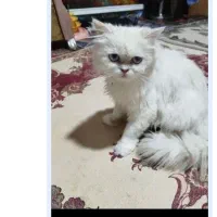 گربه پرشین ماده