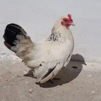 مرغ و خروس جاپنیز