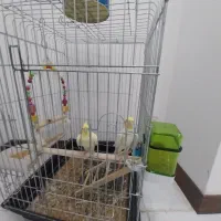 عروس هلندی نرو ماده با قفس
