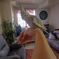 عروس هلندی رام رودست میاد