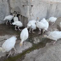 جوجه بیوتی فوق سنگین