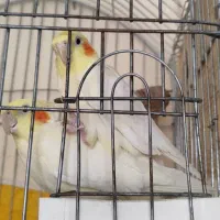 عروس هلندی