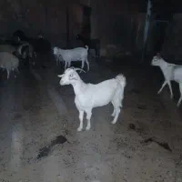 بز ماده