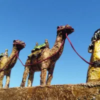 شتر و ساربان محرم اسرا کربلا