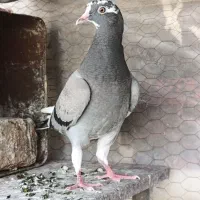 زاغ قره ابلغ رنگه پرشی جفت جوجه