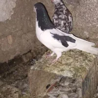 کفتر|پرنده|چناران, |دیوار