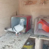 جفت سبز دمسفید خوشگل