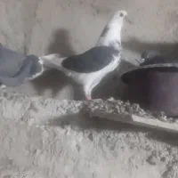 هرکی گرفته جاش دون یاکفتر میدم