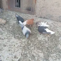 کفتر رنگی