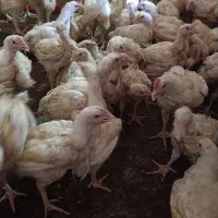 مرغ زنده موجوده زیر قیمت بازار. فروش ده عدد ب بالا