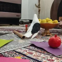 یکت سیاه درجه یک