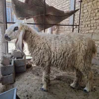 گوسفندمری
