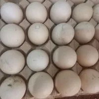 تخم نطفه دار