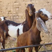 بز با بزغاله