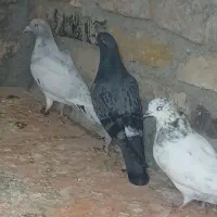 کفتر یا کبوتر