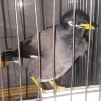 مرغ مینا