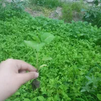 نهال گورجه گیلاسی