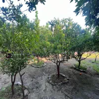زمین بید گنه نقد و‌اقساط یا معاوضه
