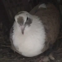 ۴ کبوتر جوجه گیری