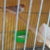 فنچ کینگ اخمو انگلیسی