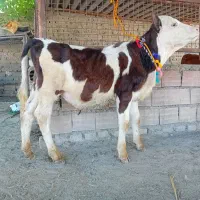 گوساله سیمینتال نر جنس بالا کلفت ۳ماهه خوراک گاو