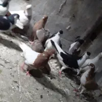 کفتررنگه ۲۵تا