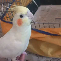 عروس هلندی