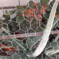 گل درمانی و خوراکی آلوئه ورا