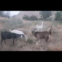 10عدد بزچاق