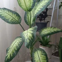 دیفن باخیا