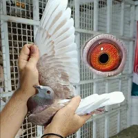 کبوتر پلاکی جفت سخریج نسل مولر