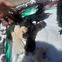 سگ پاکوتا