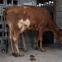 گاو شیر بالا با گوساله