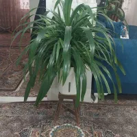 گل پاندانوس سایز بزرگ